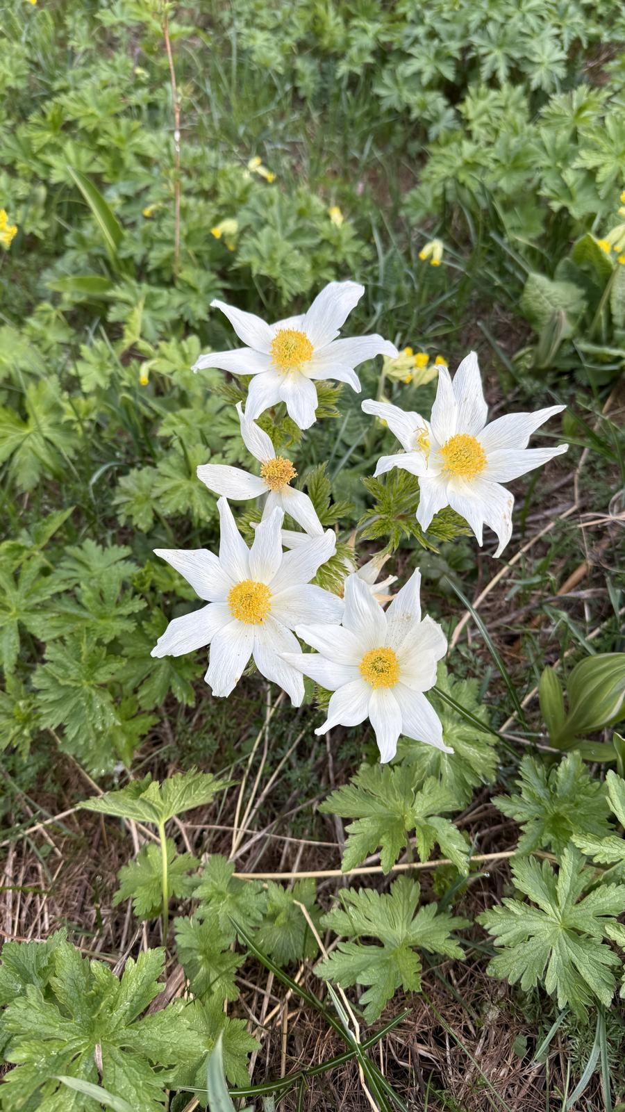 Le printemps · Puy-Saint-Vincent